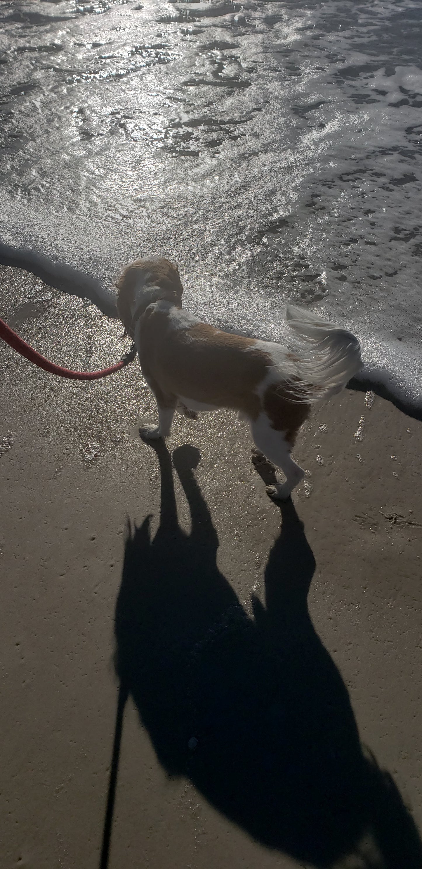 Dog hike 30 min - Mooresville NC