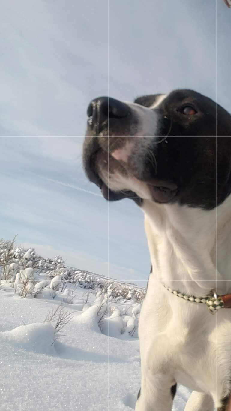 Dog hike 30 min - Mooresville NC