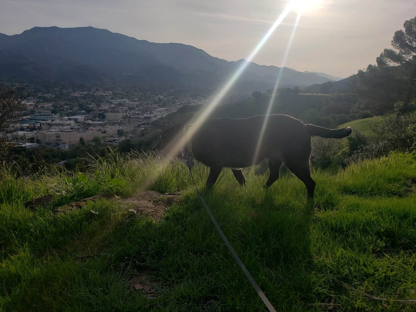 Dog hike 30 min - Mooresville NC