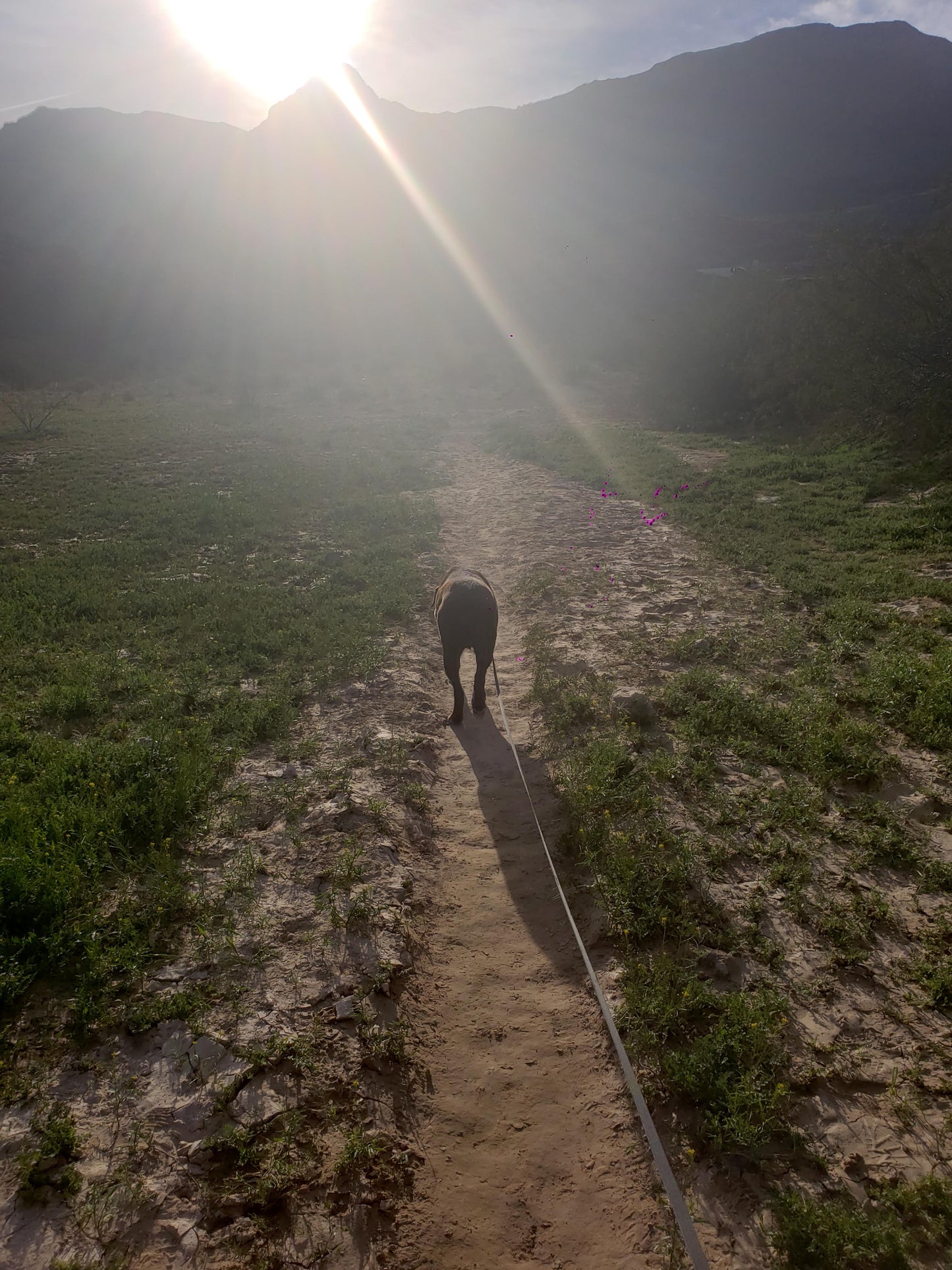 Dog hike 30 min - Mooresville NC