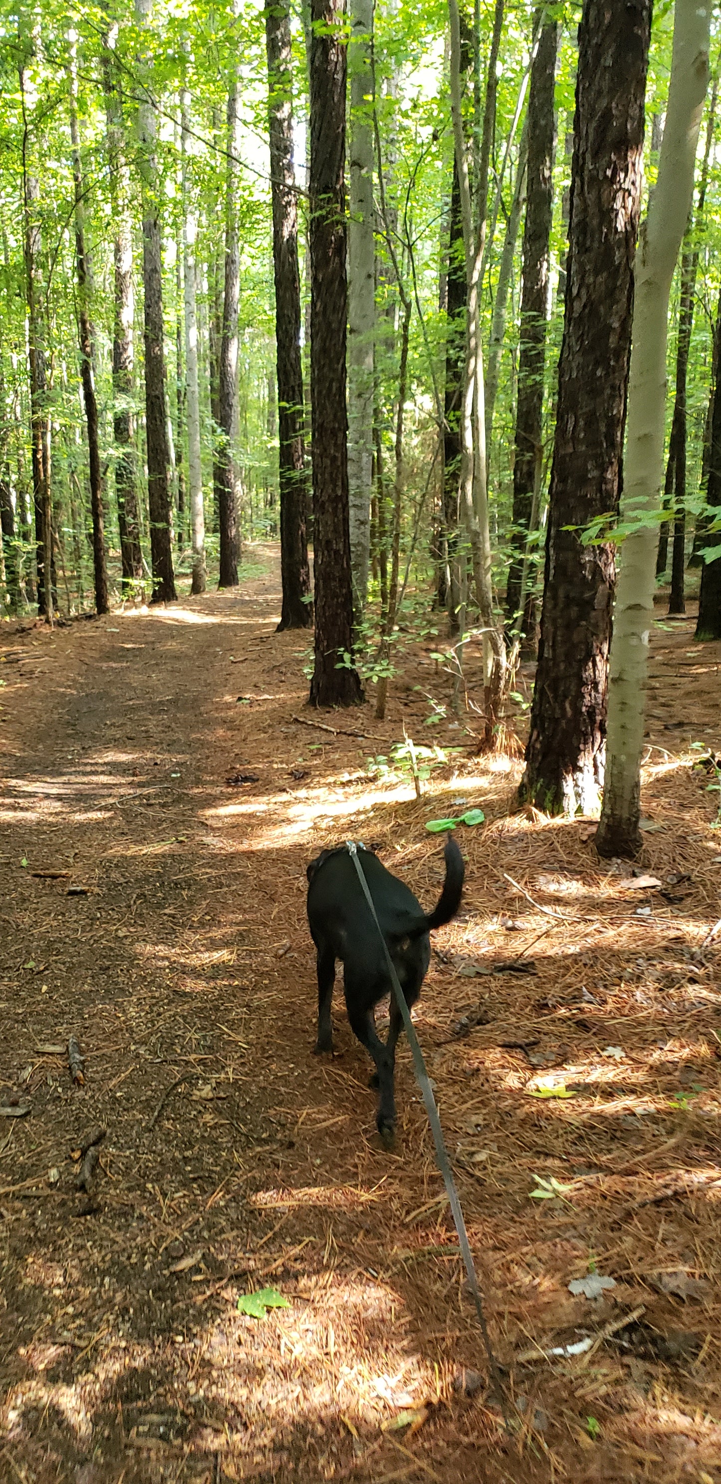 Dog hike 30 min - Mooresville NC