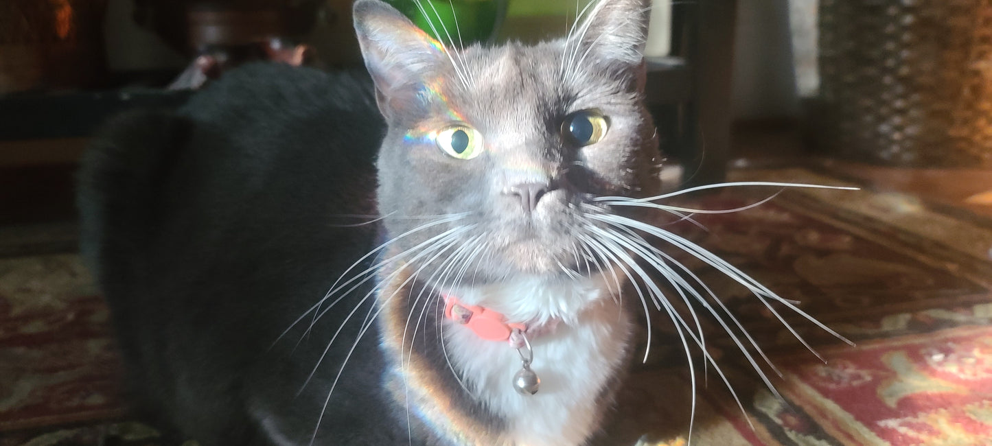 cat transportation from Atlanta, GA to Boise, ID in September