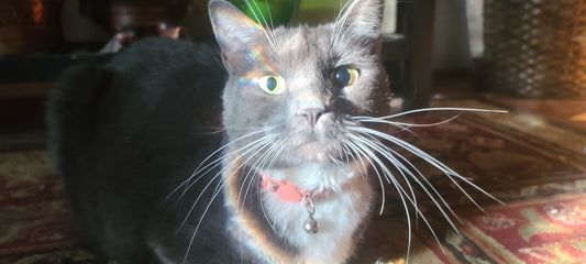 cat transportation from Atlanta, GA to Boise, ID in September