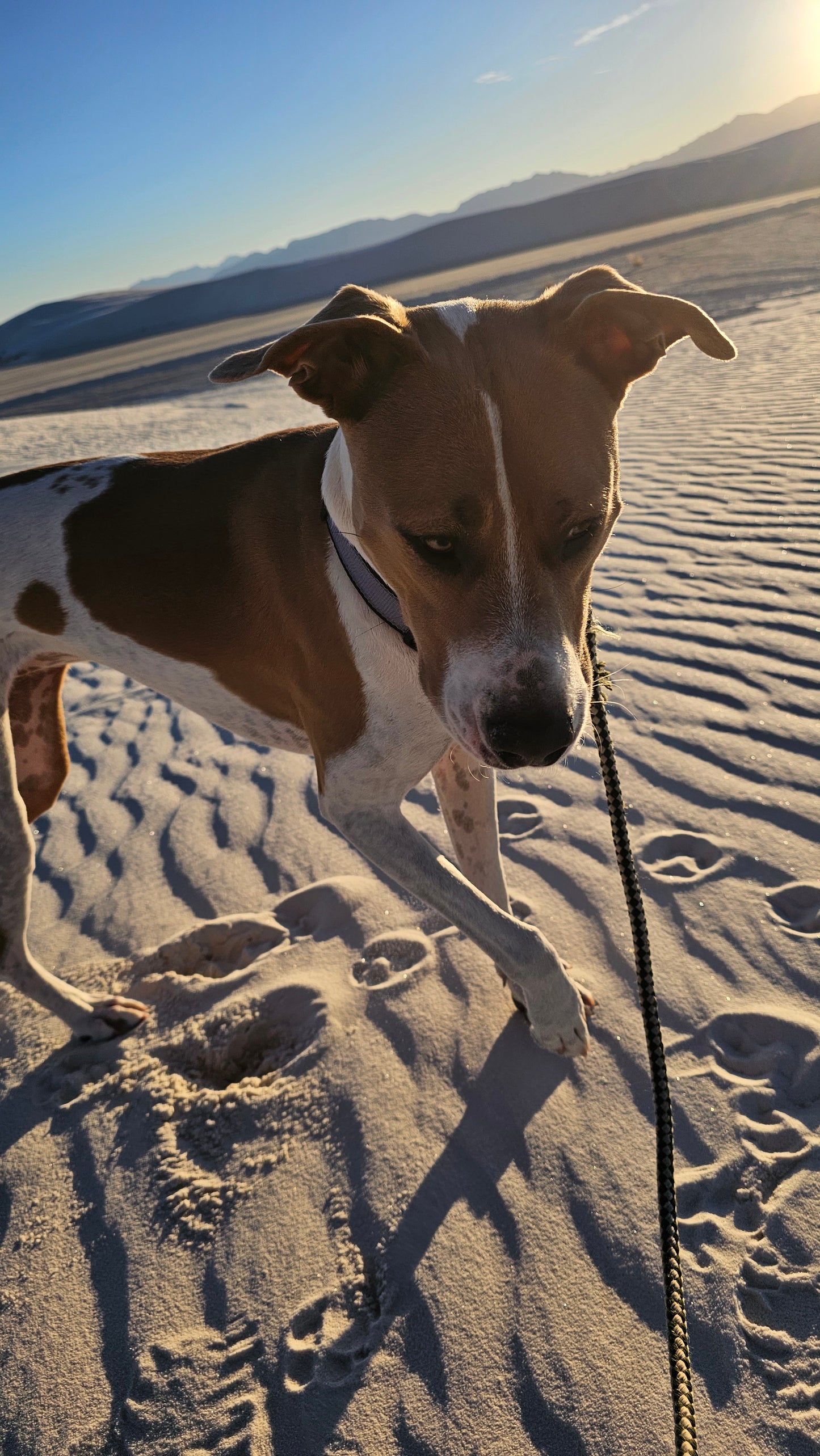 Dog hike 30 min - Mooresville NC