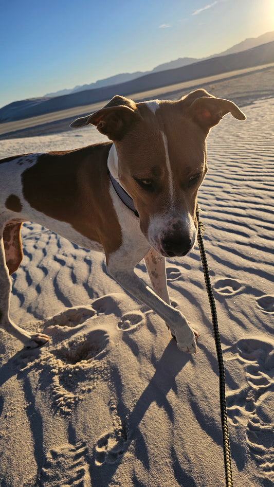 Dog hike 30 min - Mooresville NC