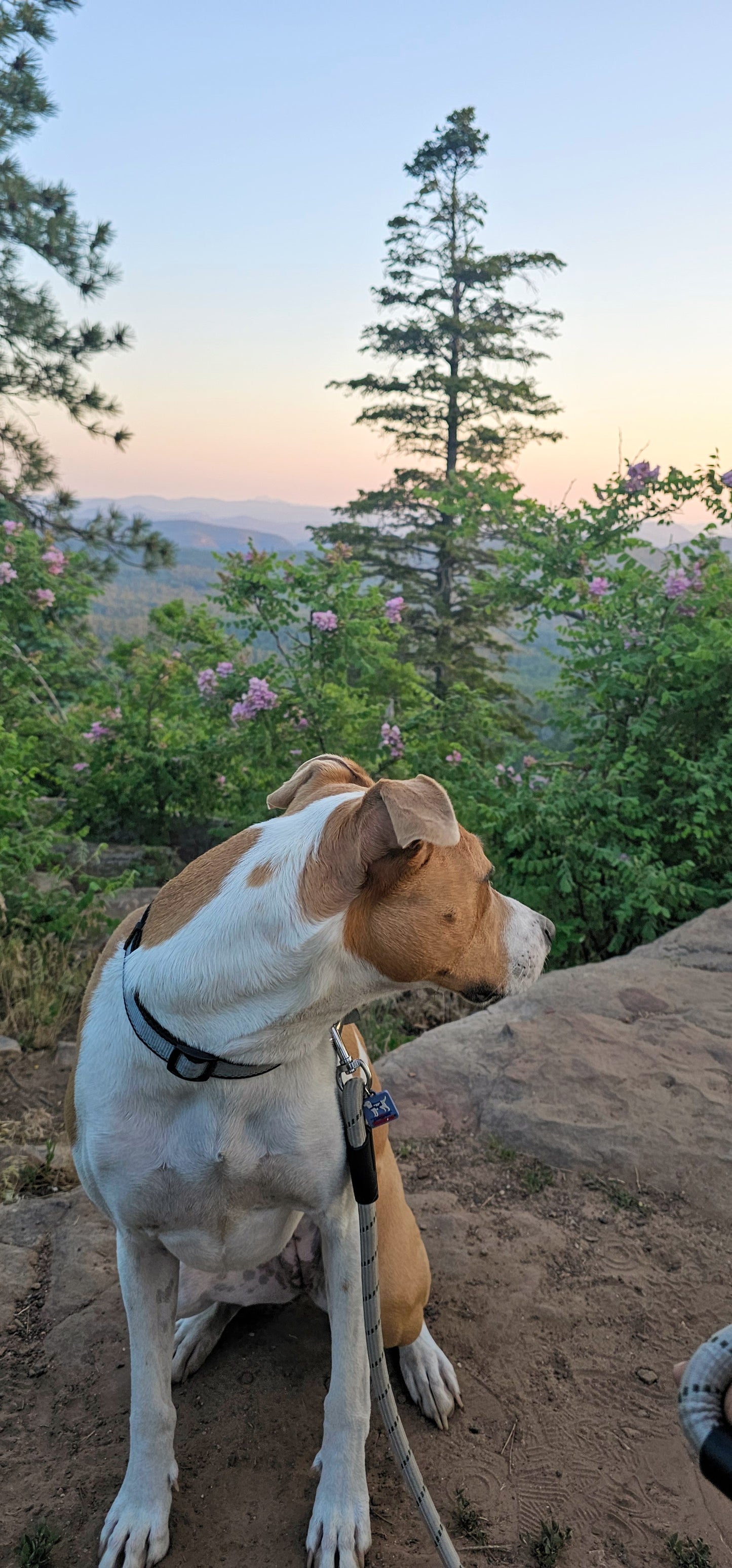 Dog hike 30 min - Mooresville NC
