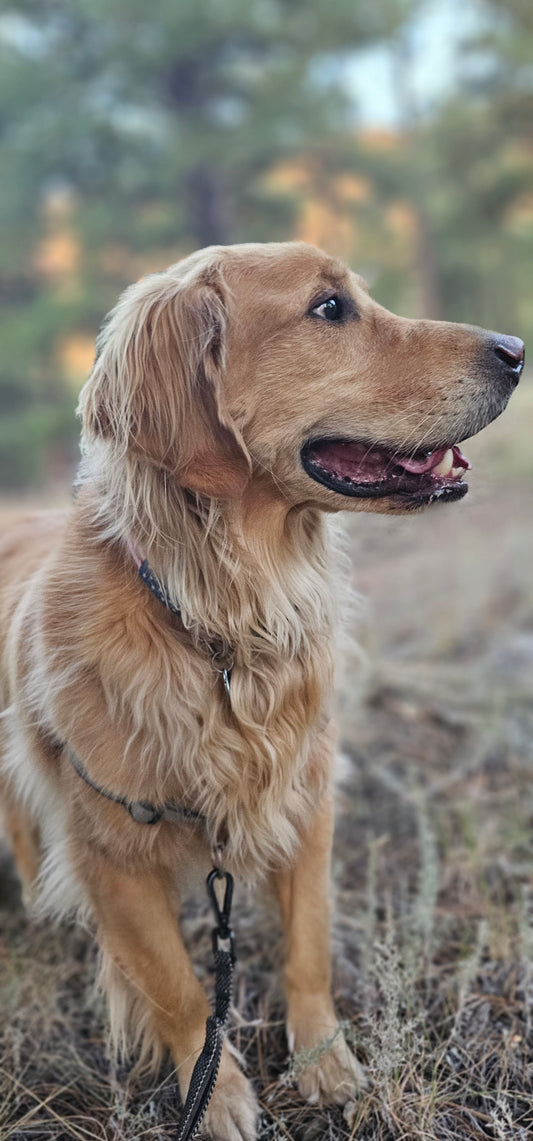 Dog transportation from Charlotte, NC to Rochester, MI in December