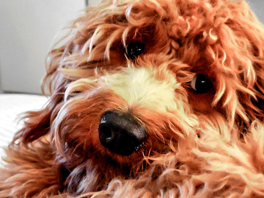 Dog transportation from North Carolina to D.C. in September
