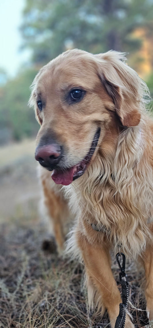 Dog transportation from Pittsboro, NC to Reno, NV in September
