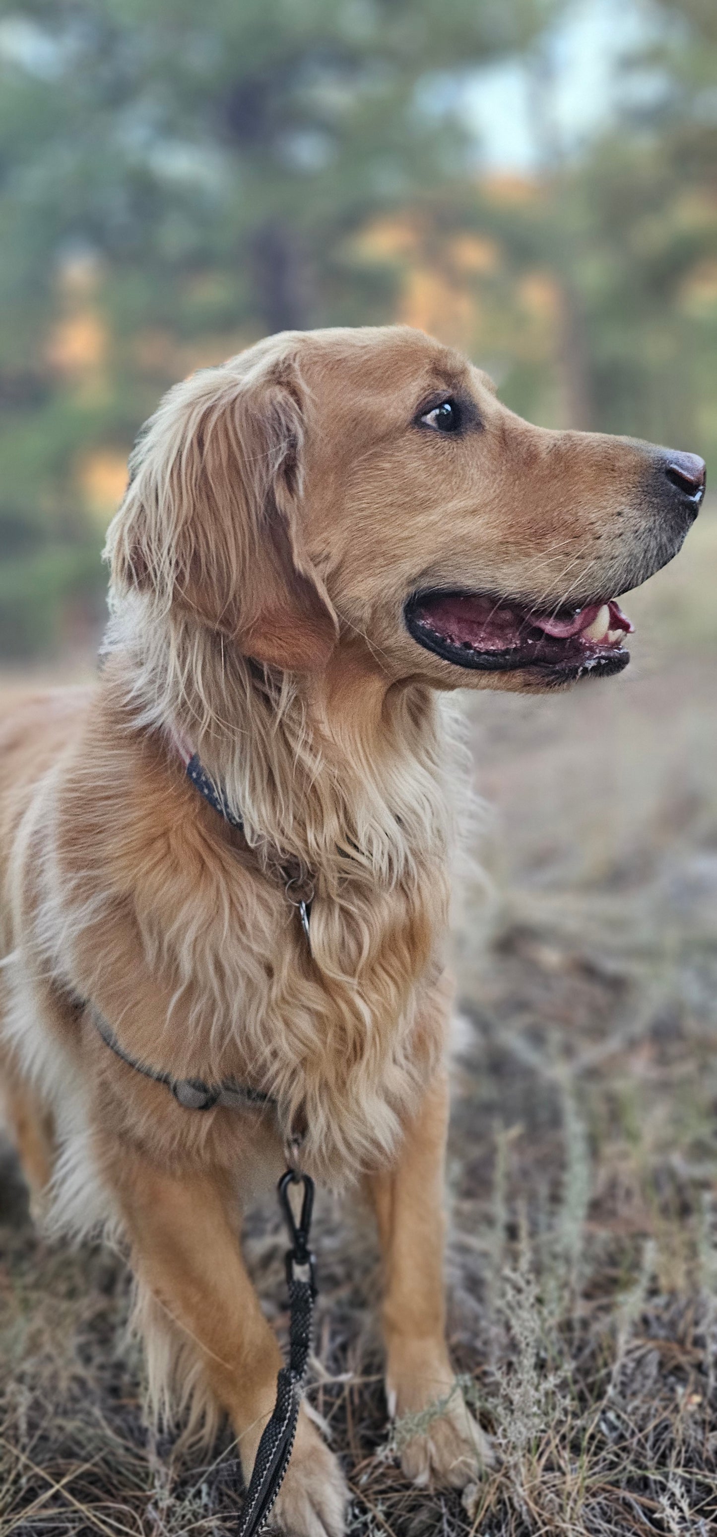 Pet Sitting in Troutman NC